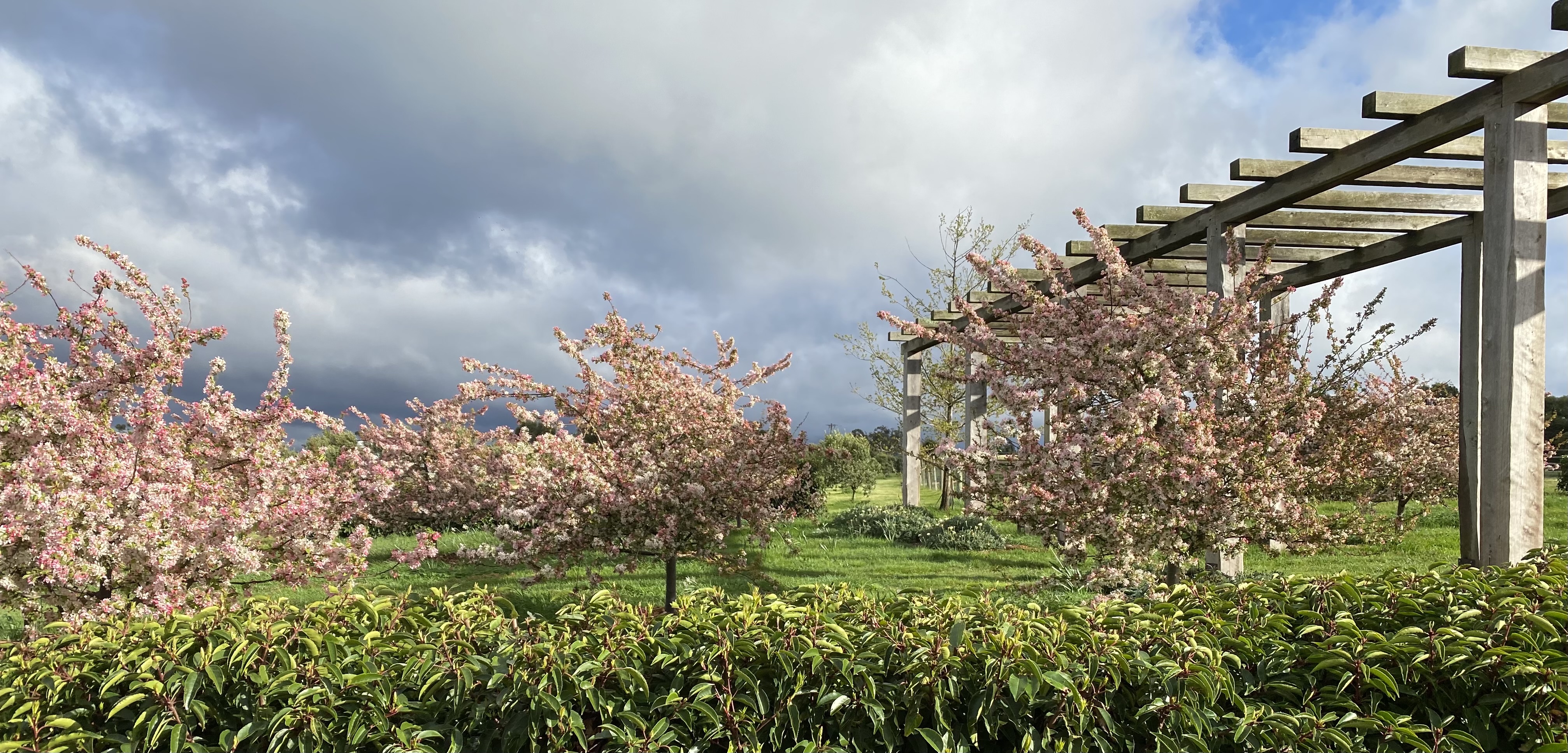 Blossoms and pergola with storm clouds over the ranges