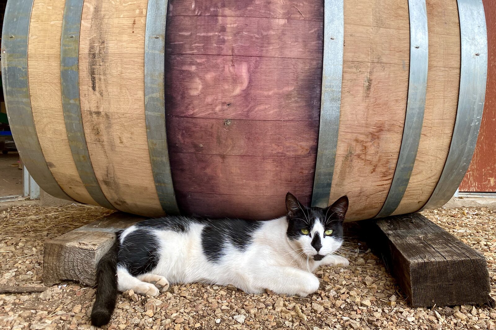 Cat resting under a wine barrel