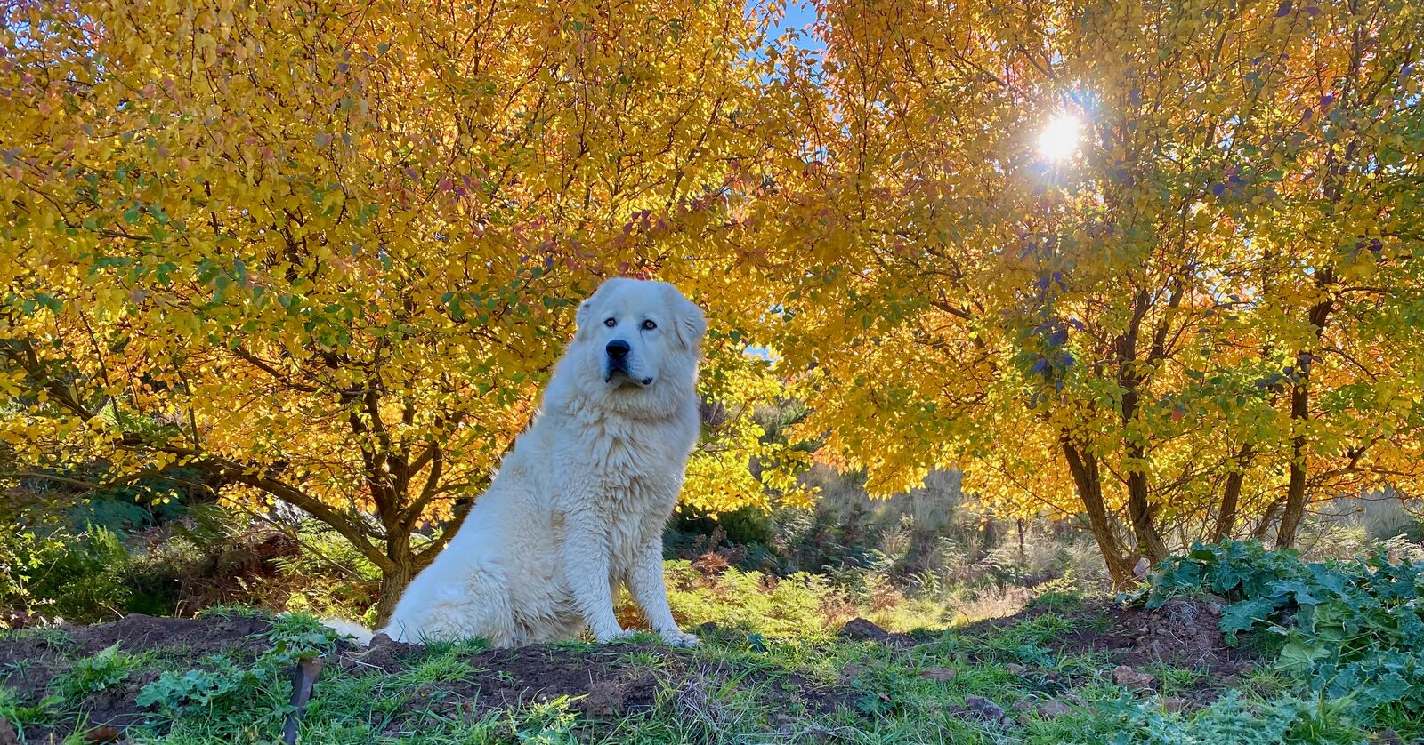 Maremma under golden autumn trees