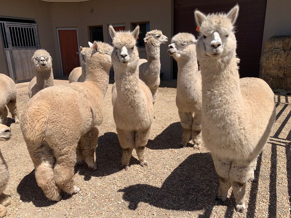 Tilly's Huacaya alpacas by the stable