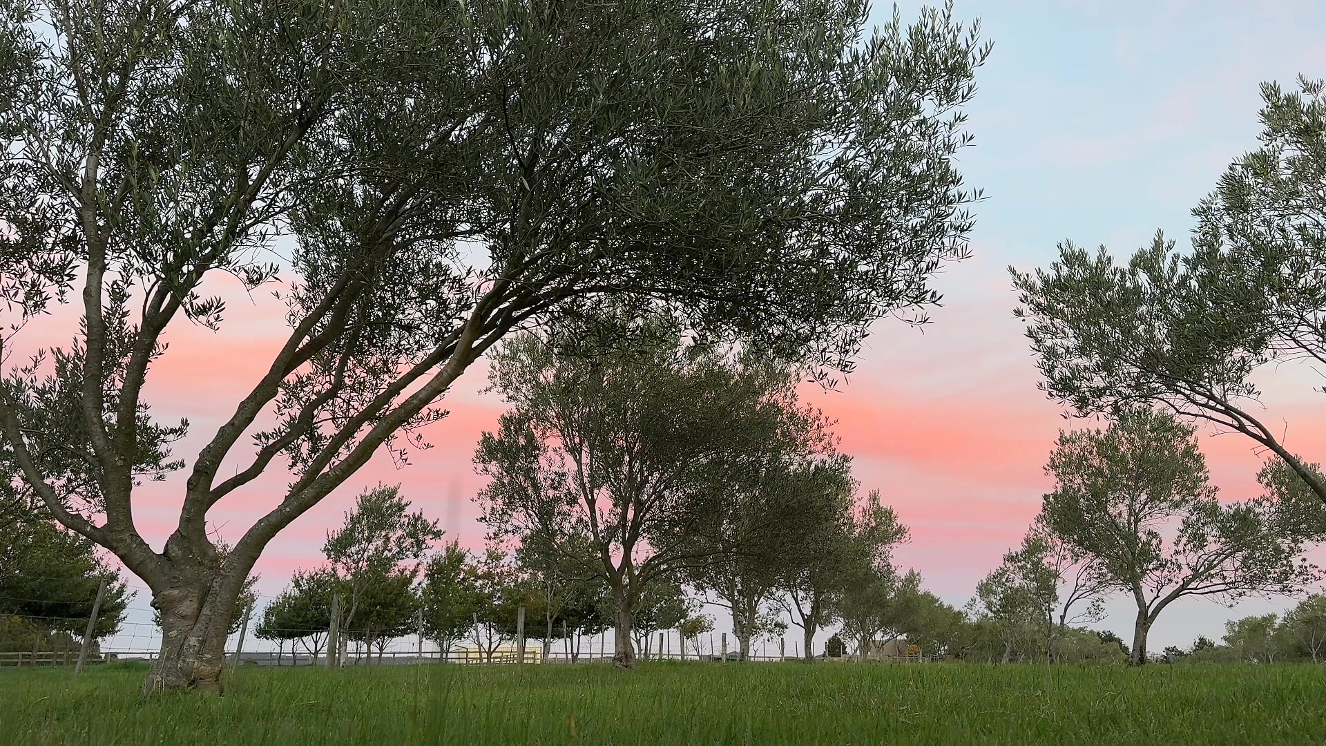 Sunset over the olive grove at Bullengarook