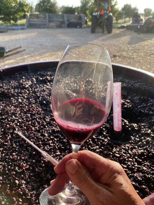 First taste of the 2022 Shiraz pulled from the ferment