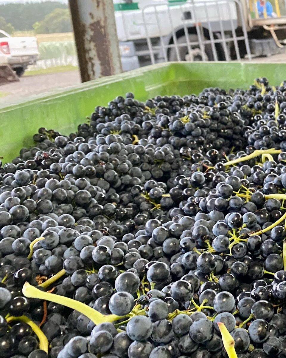 Hand-harvested Shiraz fruit in the bin, Colbinabbin Estate