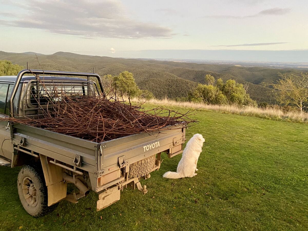 The Maremma watching over vine prunings on the ute, Macedon Ranges behind