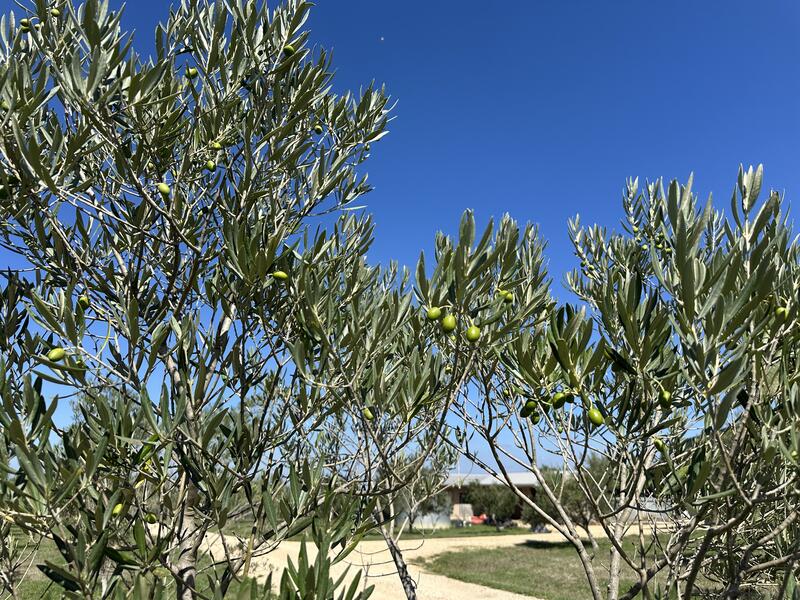 Arbequina olives on the branch
