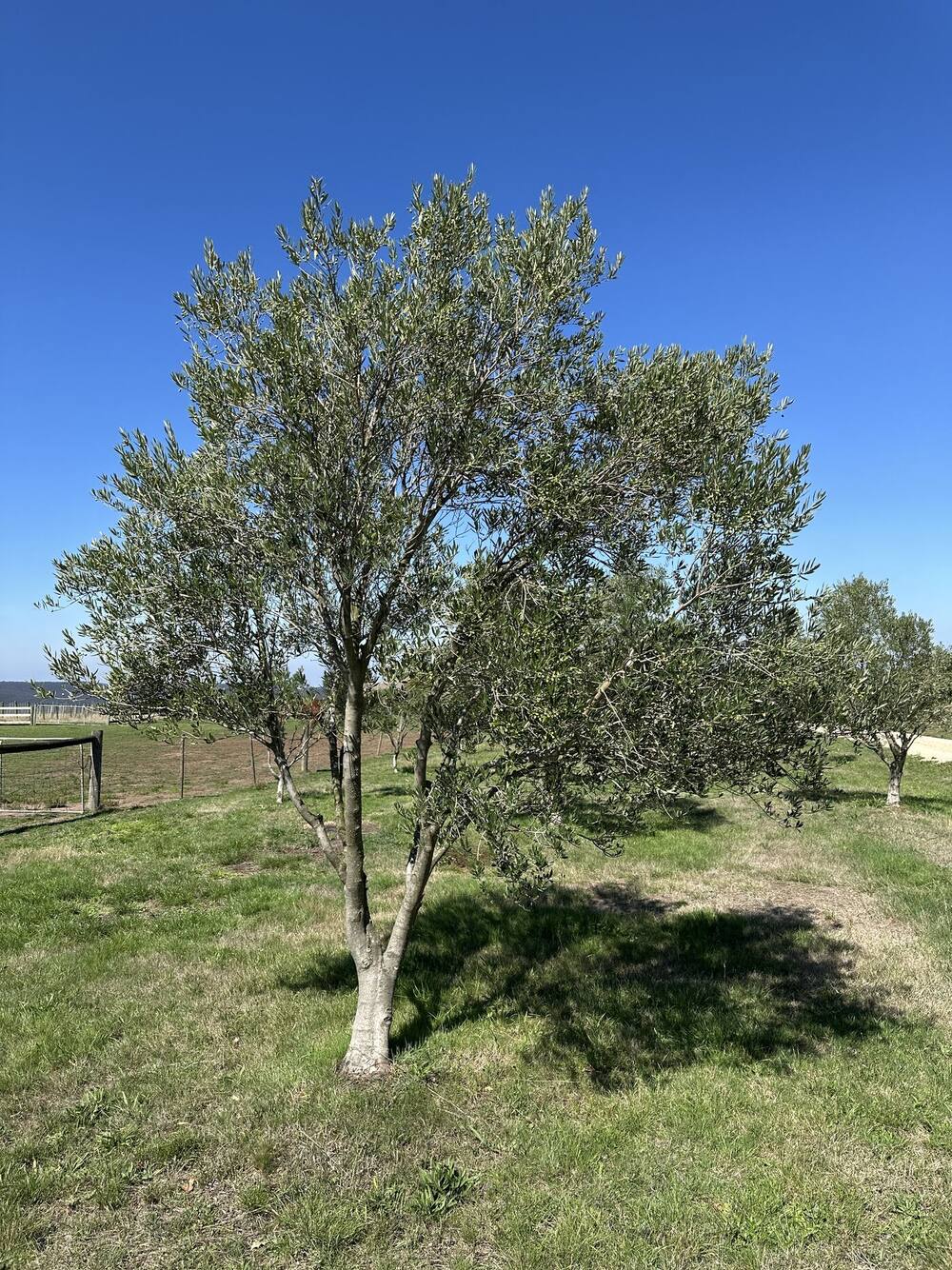 Olive grove at Bullengarook — Arbequina, Picual, and Koroneiki trees on volcanic soil