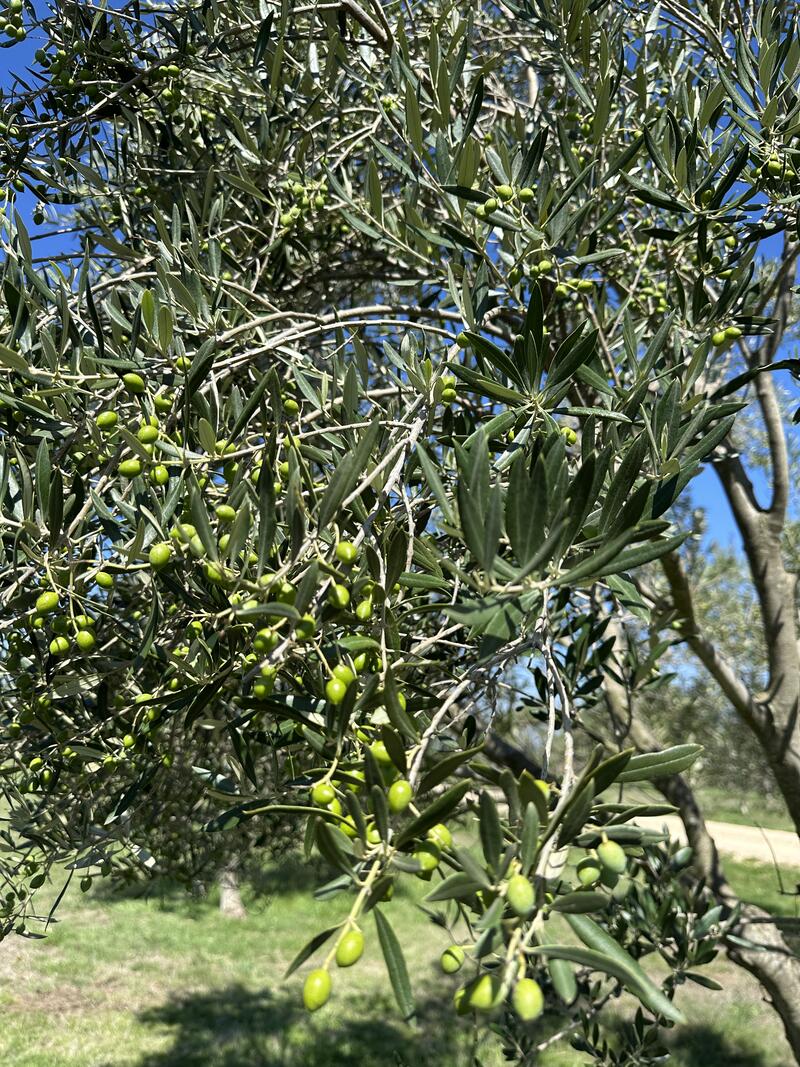 Koroneiki olives — dense clusters on the branch