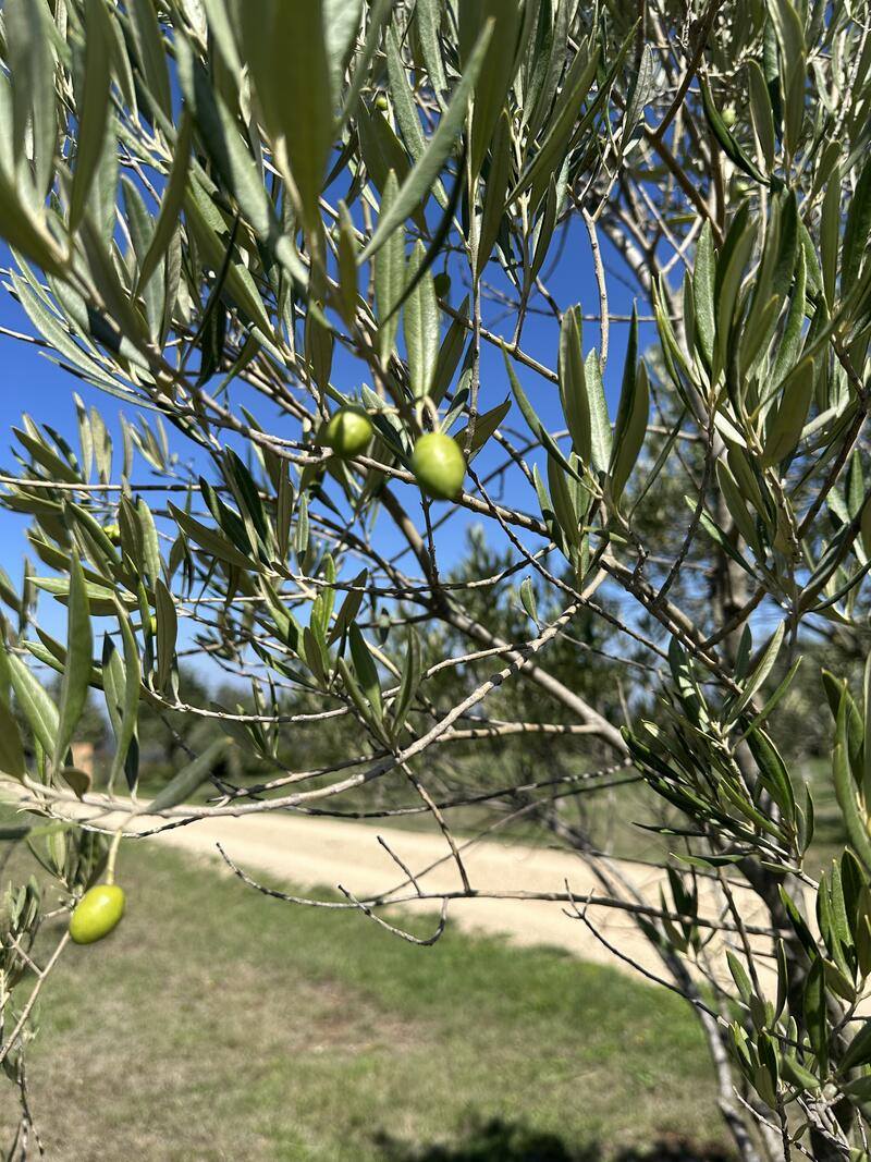 Picual olives on the branch — large fruit, Bullengarook grove