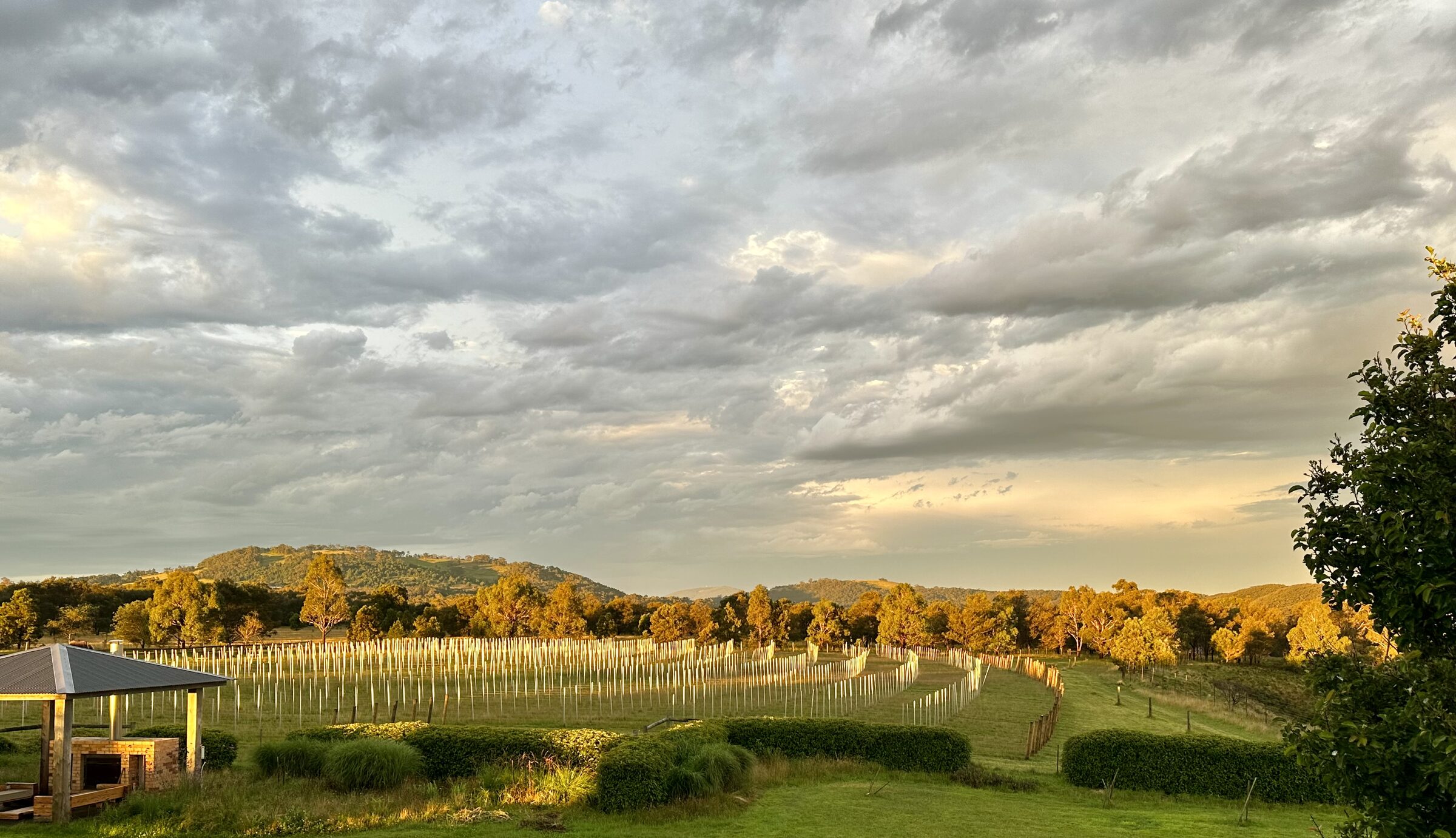 Vineyard at golden hour, Bullengarook
